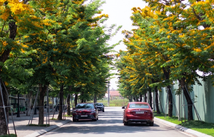 Giáng hương chạm ngõ Ecogarden